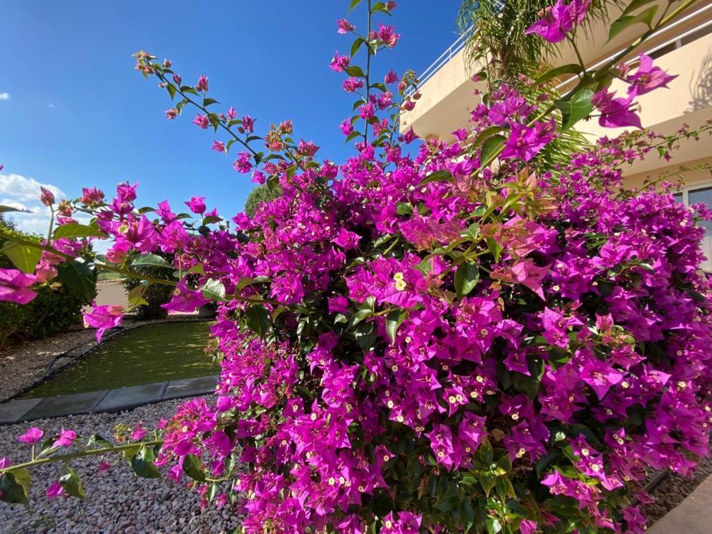 Nissi 3 View Holiday 2 Bedroom Apartment ไอยานาปา ภายนอก รูปภาพ